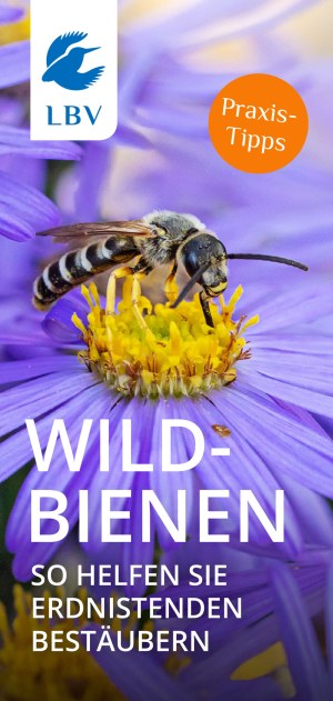 Eine Wildbiene sammelt Nektar von einer Blume, gefördert durch den LBV für den Naturschutz in Bayern. | © LBV