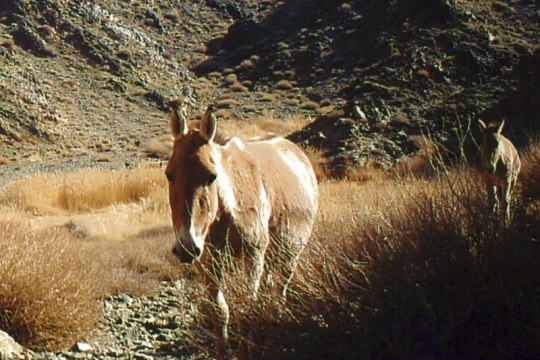 Zwei Wildesel in der Wüste Gobi | © NUM