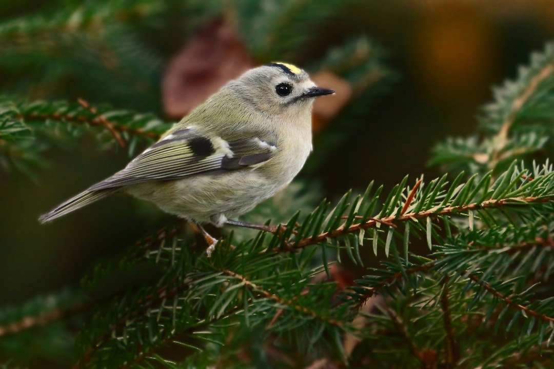 Wintergoldhähnchen auf einem Nadelbaum | © Carl-Peter Herbolzheimer