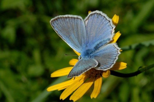 Zahnfluegel-Blaeuling | © Dr. Eberhard Pfeuffer