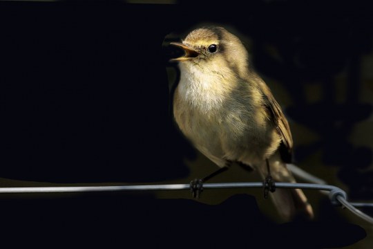 Zilpzalp sitzt auf einem Zaun und singt | © Carl-Peter Herbolzheimer