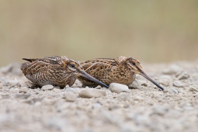 Zwei Bekassinen sitzen nebeneinander auf einem steinigen Boden | © Ros Rößner