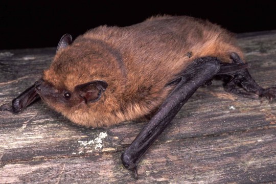 Zwergfledermaus liegt auf auf dem Bauch auf einem Holzbrett | © Dr. Andreas Zahn