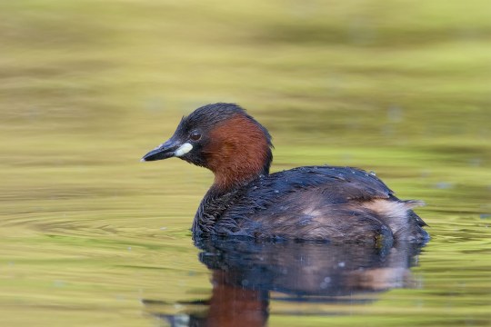 Zwergtaucher schwimmt im Wasser | © Frank Derer