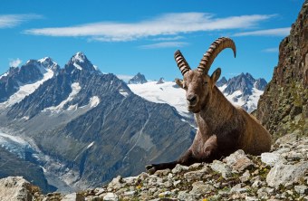 Alpensteinbock | © Jean-Michel Deborde (Adobe Stock)