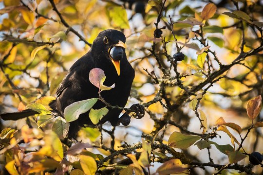 Amsel an Schlehe | Daniela Hierl