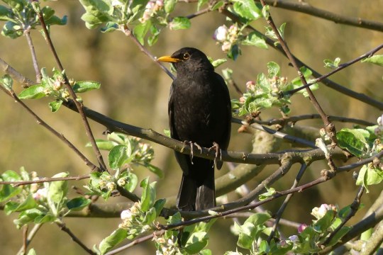 Amsel | © Maria Bauer