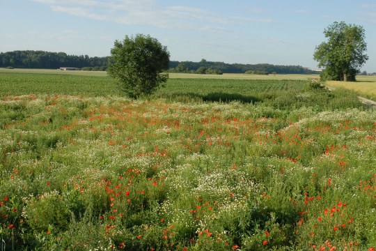 Blühfläche an einem Acker | © Dr. Eberhard Pfeuffer