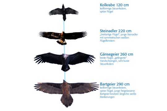 Unterscheidung der Silhouetten von Kolkrabe, Steinadler, Gänsegeier und Bartgeier