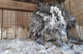 Junger Bartgeier Dagmar | © P. Rodriguez/Junta de Andalucia