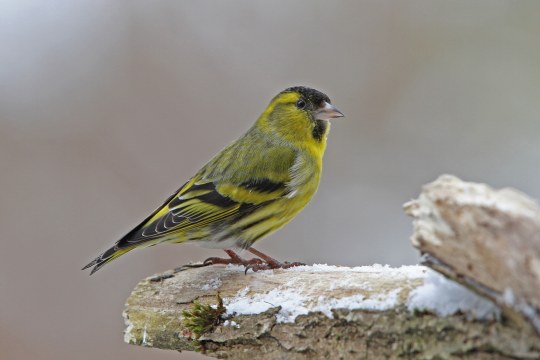 Ein Erlenzeisig sitzt auf einem abgestorbenen Ast | © Dr. Christoph Moning