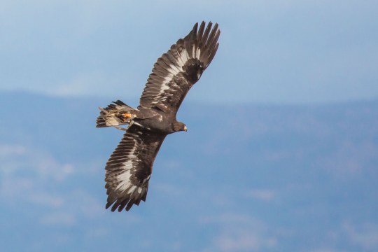 Steinadler im Flug mit Beute | © Ralph Sturm