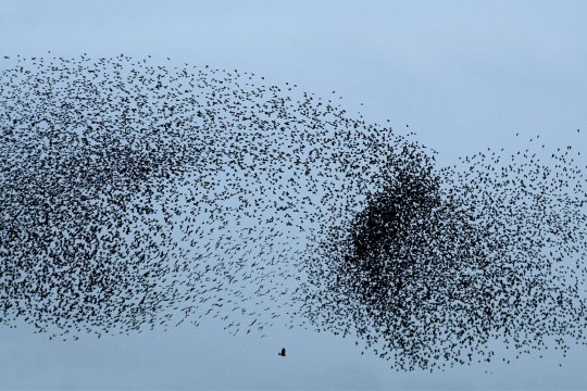 Starenschwarm | © Hans Clausen