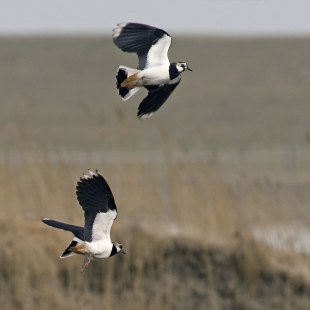 Fliegende Kiebitze | © Hans Clausen