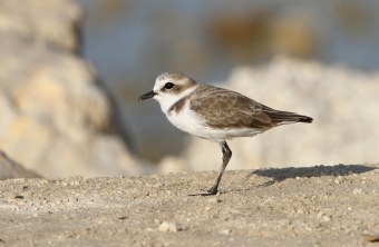 Seeregenpfeifer auf Sandboden | © Dr. Christoph Moning