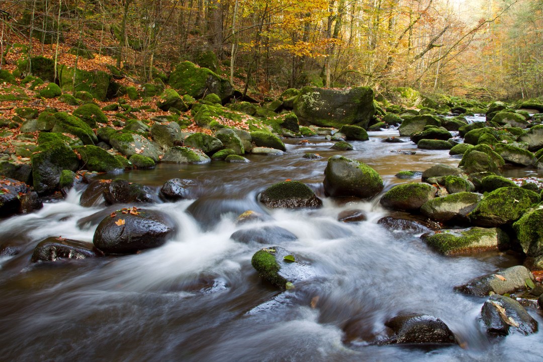 Wilder Bach mit vielen Steinen im Wald | © Marcus Bosch