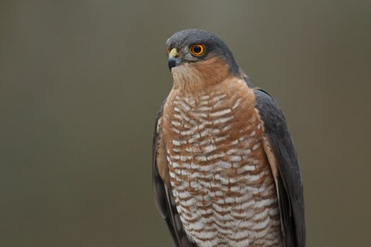 Sperber Männchen | © Rosl Rössner