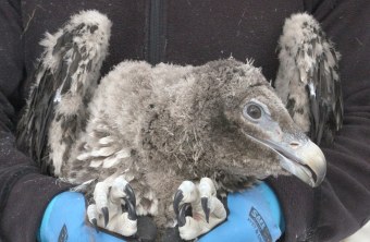 Jungvogel aus Finnland |© Julia Peltola