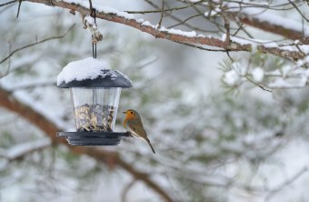 Ein Rotkehlchen sitzt im Winter rechts auf dem Rand eines Futterspenders auf dem Schnee liegt | © Broders