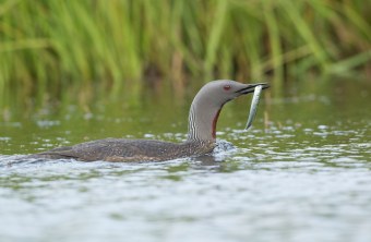 Sterntaucher mit Beute | © Rosl Roessner