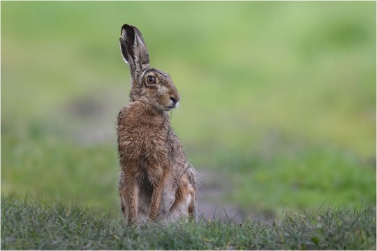 Feldhase |© Herbert Henderkes