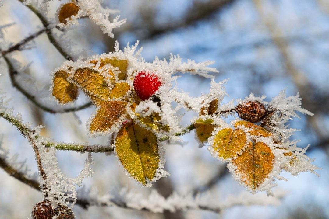 Hagebutte mit Raureif | © Marcus Bosch