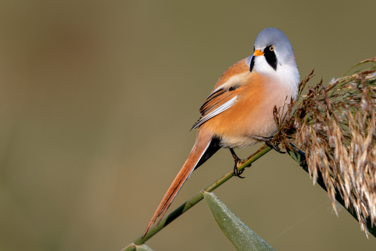 Bartmeise | © Gunther Zieger