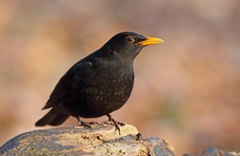 Amsel sitzt auf einem toten Stück Holz | © Frank Derer