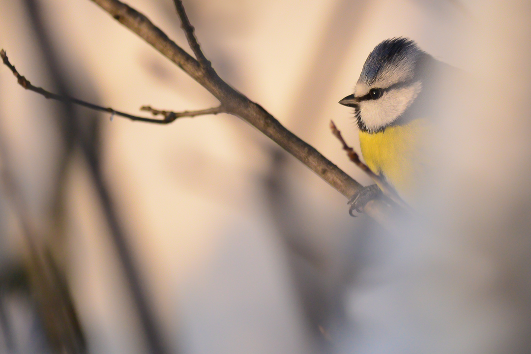 Blaumeise | © Dr. Olaf Broders