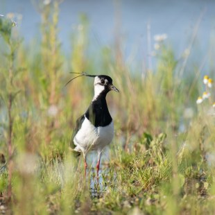 Kiebitz Jungvogel | © Josef Baumgartner