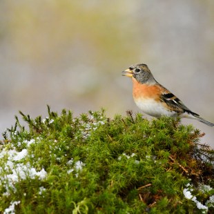 Bergfink | © Dr. Olaf Broders