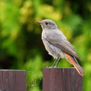 Hausrotschwanz | © Zdenek Tunka