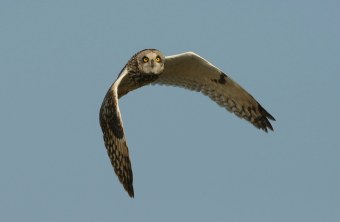 Sumpfohreule im Flug | © Zdenek Tunka