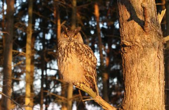 Uhu im Baum blickt in die Kamera | © LBV