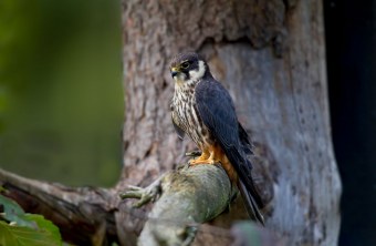 Baumfalke sitzt auf einem Ast eines Baumes | © Marcus Bosch