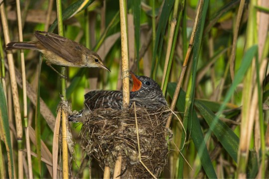 Jungkuckuck mit Teichrohrsänger | © Andreas Hartl