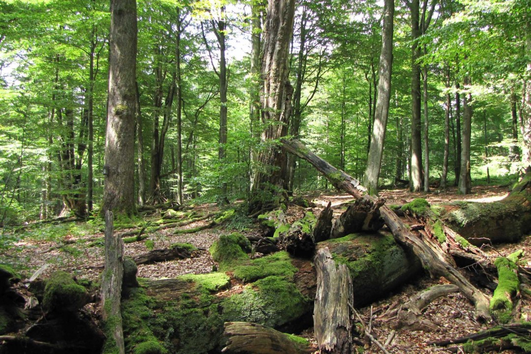 Spessart Naturschutzgebiet | © Thomas Staab