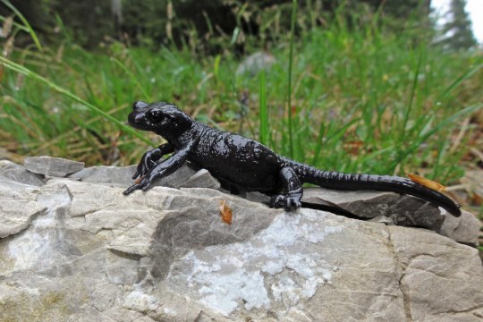 Alpensalamander | © Dr. Christoph Moning