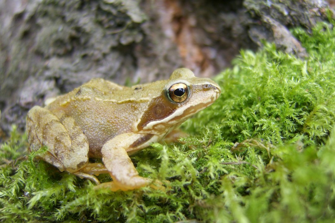 Springfrosch | © Richard Fischer