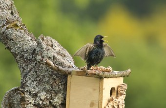 Star auf Nistkasten | © Rosl Rößner