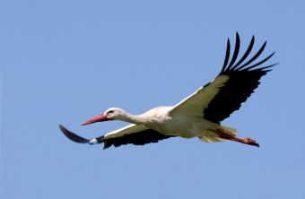 Weißstorch im Flug | © Frank Derer