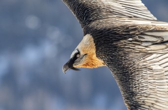 Fliegender Bartgeier | ©  Hansruedi Weyrich