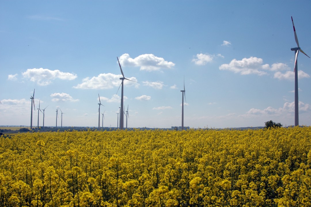 Windräder in Rapsfeld | © Thomas Staab