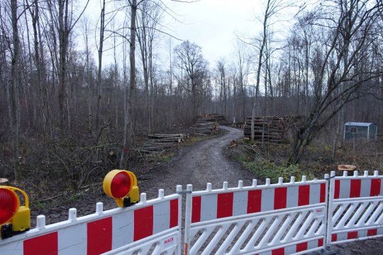 Abgeholzte Stämme hinter einer Absperrung | © Rudolf Wittmann