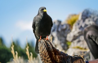 Alpendohle auf einem Wanderschuh | © Ralph Sturm