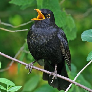 Singende Amsel auf Ast | © Karl Stolz