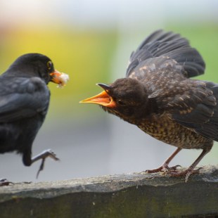Amsel füttert Jungtier | © Sarah Stork