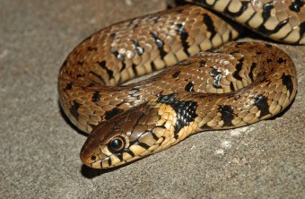 Barrenringelnatter | © Felix Hulbert