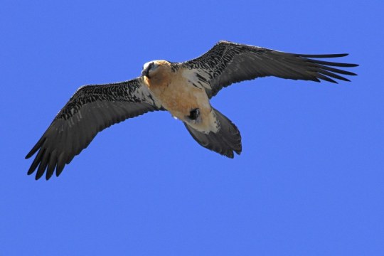 Ein Bartgeier fliegt am blauen Himmel | © Bruno Barthem