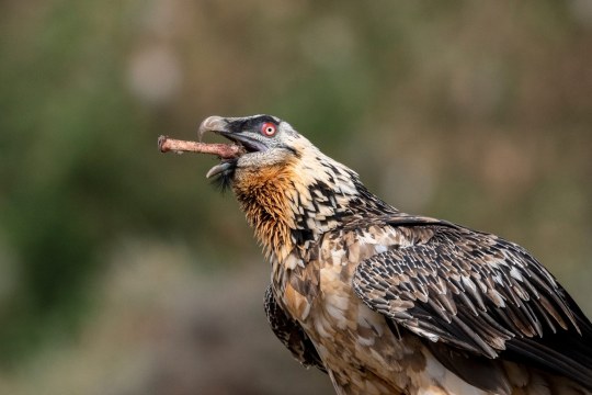 Bartgeier mit Knochen | © Hansruedi Weyrich